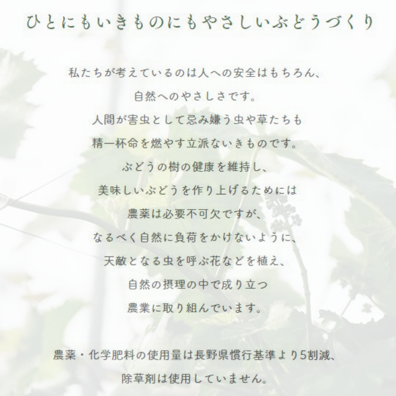 ぶどう 【境果樹園】 富士の輝き シャインマスカット 1房ずつ 約1kg 長野県須坂市 《10/上旬～10/中旬より出荷》