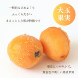 びわ 【生稲農園】 房州びわ 2kg 24～30個 サイズ色々 枇杷 皇室献上の実績 父の日 千葉県南房総市《5/中旬～5/下旬より出荷》