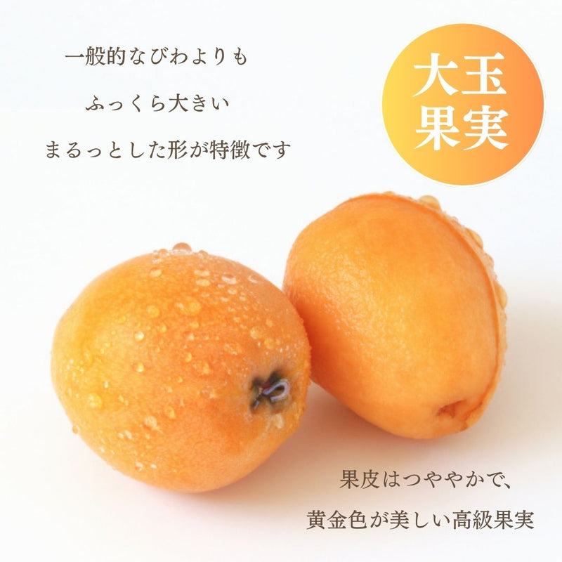 びわ 【生稲農園】 房州びわ 2kg 24～30個 サイズ色々 枇杷 皇室献上の実績 父の日 千葉県南房総市《5/中旬～5/下旬より出荷》