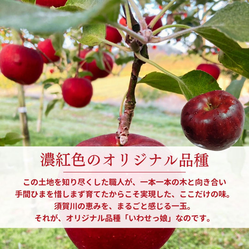 りんご 【ふんどのりんごや】 オリジナル品種 いわせっ娘 5kg 16～18個 福島県須賀川 《12/上旬～12/下旬の出荷》