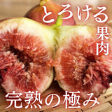 いちじく 【せた農園】 完熟 贈答用 L 12玉 1㎏ 和歌山県産 《8/中旬～8/下旬より出荷開始》 北海道・沖縄県は配送未対応