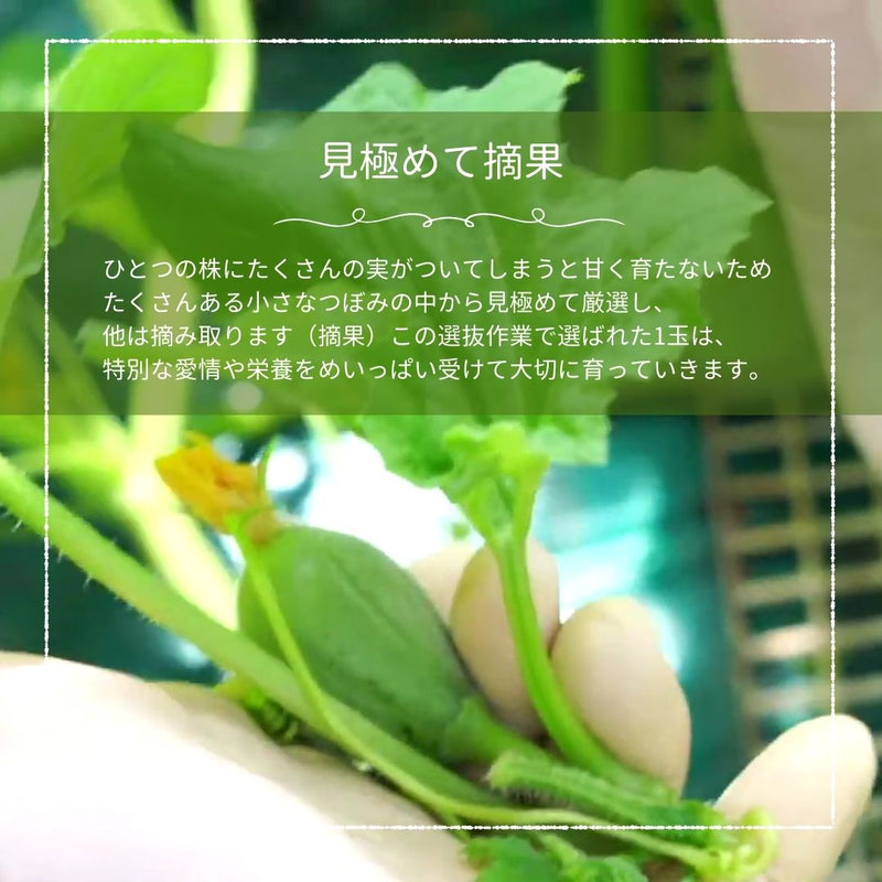 メロン 【メロン農家の根崎】 イバラキング 2玉 3.2kg 贈答用 2024年 イバラキング品評会1位 茨城県鉾田市 《6/上旬～6/中旬より出荷》