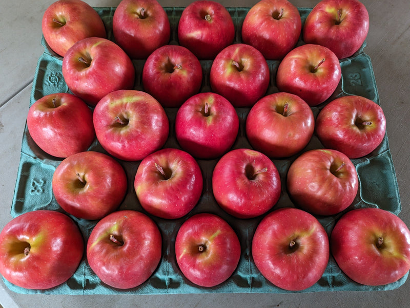 りんご 【信州安曇野 米山農園】 小玉りんご ピンクレディ ちょっと良い家庭用 9.5～10kg 40～56個 長野県安曇野 林檎