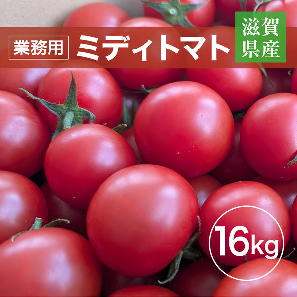 トマト 業務用 中玉トマト ミディトマト 16㎏ 滋賀県  11/中旬～7/中旬の販売