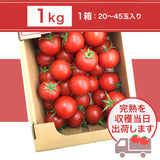 トマト 業務用 中玉トマト ミディトマト 1㎏ 滋賀県  11/中旬～7/中旬の販売