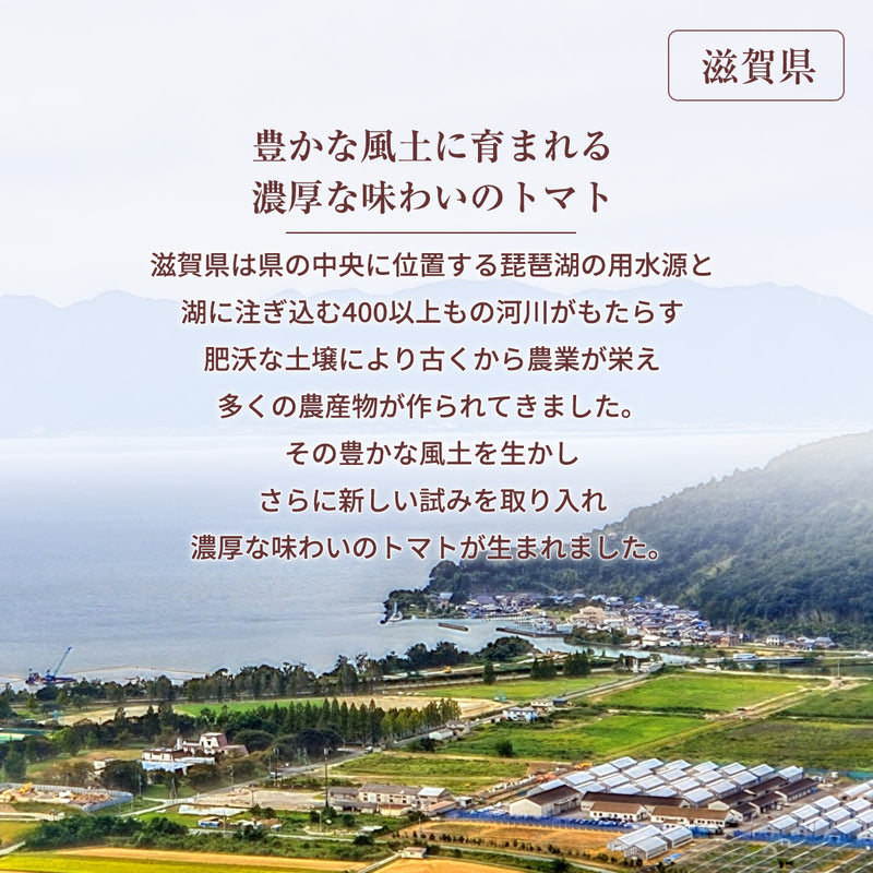 トマト 業務用 中玉トマト ミディトマト 4㎏ 滋賀県  10月～7月の販売