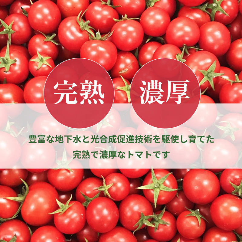 トマト 業務用 中玉トマト ミディトマト 4㎏ 滋賀県  10月～7月の販売