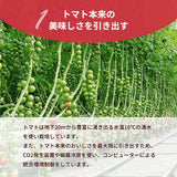 トマト 業務用 中玉トマト ミディトマト 4㎏ 滋賀県  10月～7月の販売