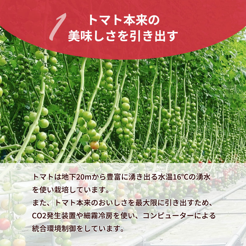 トマト 業務用 中玉トマト ミディトマト 4㎏ 滋賀県  10月～7月の販売