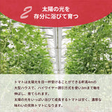 トマト 業務用 中玉トマト ミディトマト 4㎏ 滋賀県  10月～7月の販売