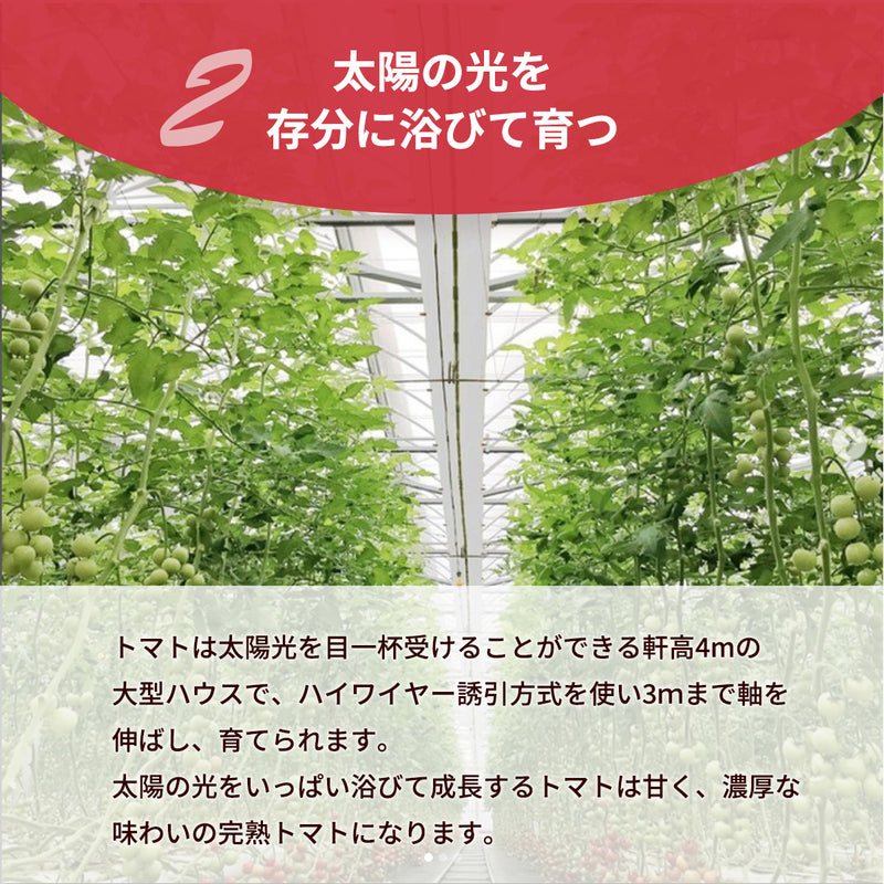 トマト 業務用 中玉トマト ミディトマト 4㎏ 滋賀県  10月～7月の販売