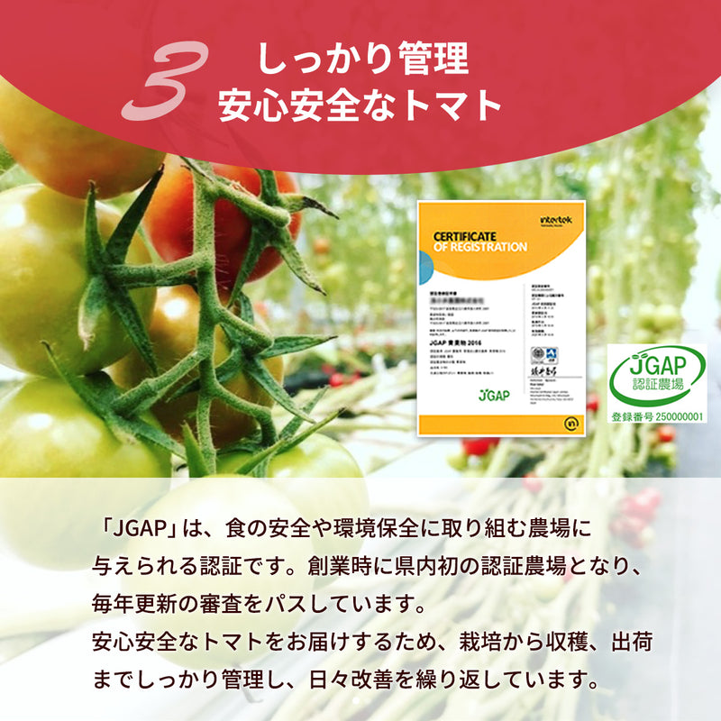 トマト 業務用 中玉トマト ミディトマト 4㎏ 滋賀県  10月～7月の販売