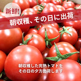 トマト 業務用 中玉トマト ミディトマト 4㎏ 滋賀県  10月～7月の販売
