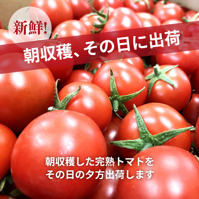 トマト 業務用 中玉トマト ミディトマト 4㎏ 滋賀県  10月～7月の販売