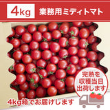 トマト 業務用 中玉トマト ミディトマト 4㎏ 滋賀県  10月～7月の販売