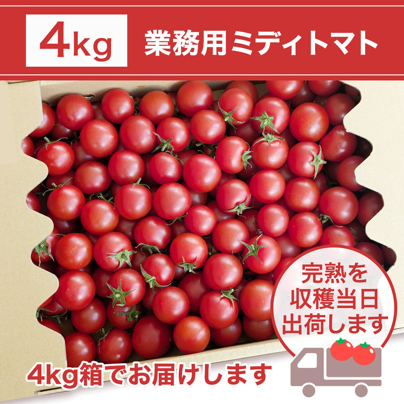 トマト 業務用 中玉トマト ミディトマト 4㎏ 滋賀県  10月～7月の販売
