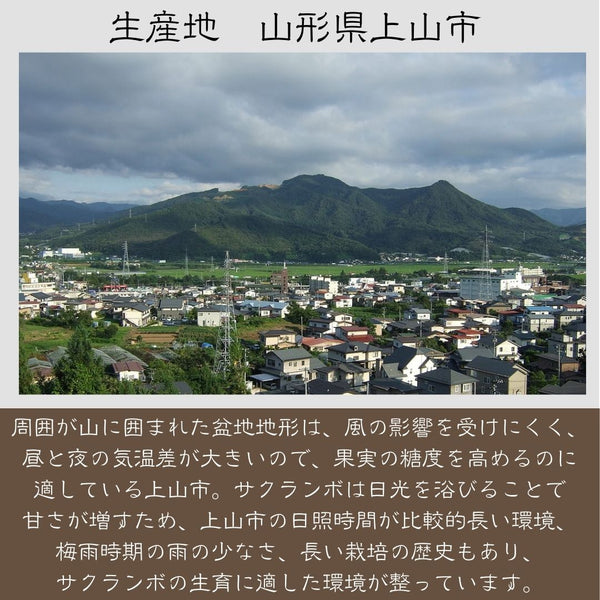 さくらんぼ 【スミヤ果樹園】 紅王 特秀 3L 15粒 プレミアム 山形県《6/中旬～6/下旬の出荷》