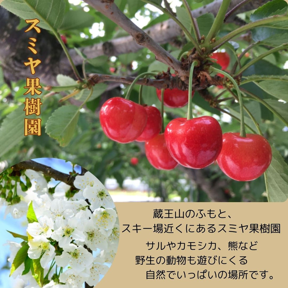 さくらんぼ 【スミヤ果樹園】 紅王 特秀 3L 15粒 プレミアム 山形県《6