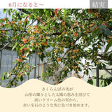 さくらんぼ 【ひかりグループ】 食べ比べ 紅王 紅秀峰 3L 12粒ずつ  山形県《6/中旬～6/下旬の出荷》