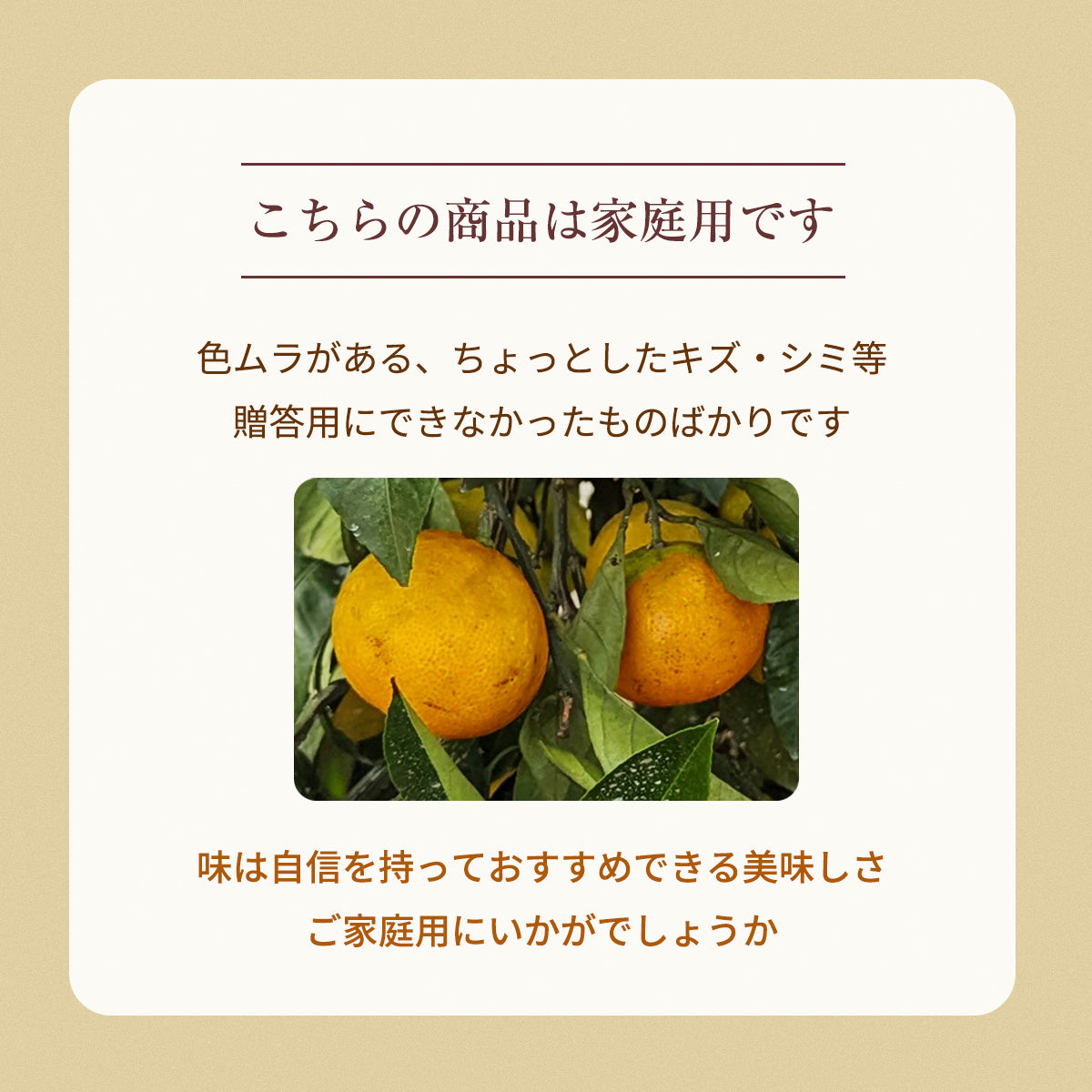 みかん 【柑土里ファーム】 三ヶ日みかん 青島 8㎏ サイズ不揃い 家庭
