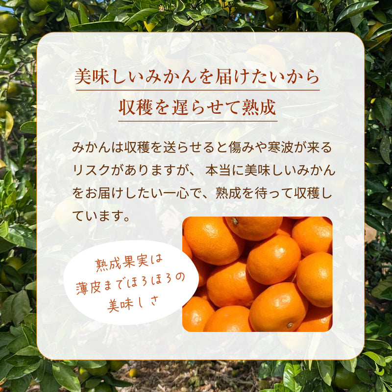 みかん 【柑土里ファーム】 三ヶ日みかん 青島 4㎏ M~3L混載 贈答用 糖度12度前後 静岡県 三ヶ日 《1/下旬～2/上旬より出荷開始》