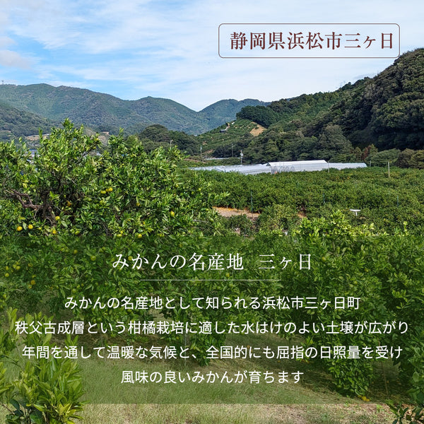 みかん 【柑土里ファーム】 三ヶ日みかん 4㎏ 家庭用 糖度12度前後 静岡県 三ヶ日 《11/下旬～12/上旬より出荷開始》