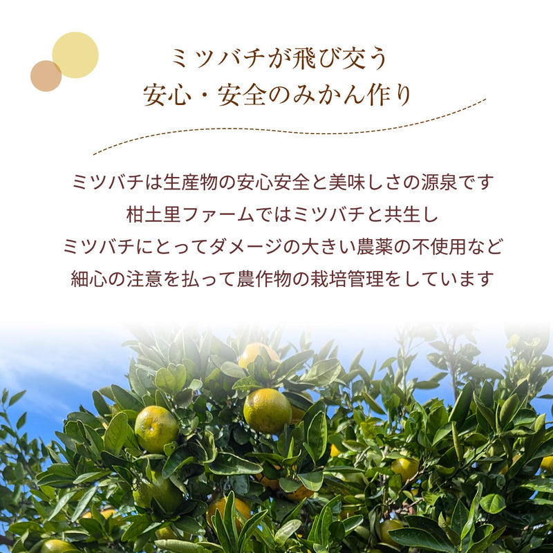 みかん 【柑土里ファーム】 三ヶ日みかん 4㎏ 贈答用 糖度12度前後 静岡県 三ヶ日 《11/下旬～12/上旬より出荷開始》