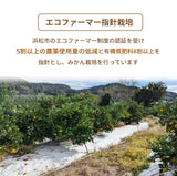 みかん 【柑土里ファーム】 三ヶ日みかん 4㎏ 贈答用 糖度12度前後 静岡県 三ヶ日 《11/下旬～12/上旬より出荷開始》