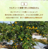 みかん 【柑土里ファーム】 三ヶ日みかん 4㎏ 贈答用 糖度12度前後 静岡県 三ヶ日 《11/下旬～12/上旬より出荷開始》