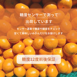 みかん 【柑土里ファーム】 三ヶ日みかん 4㎏ 贈答用 糖度12度前後 静岡県 三ヶ日 《11/下旬～12/上旬より出荷開始》