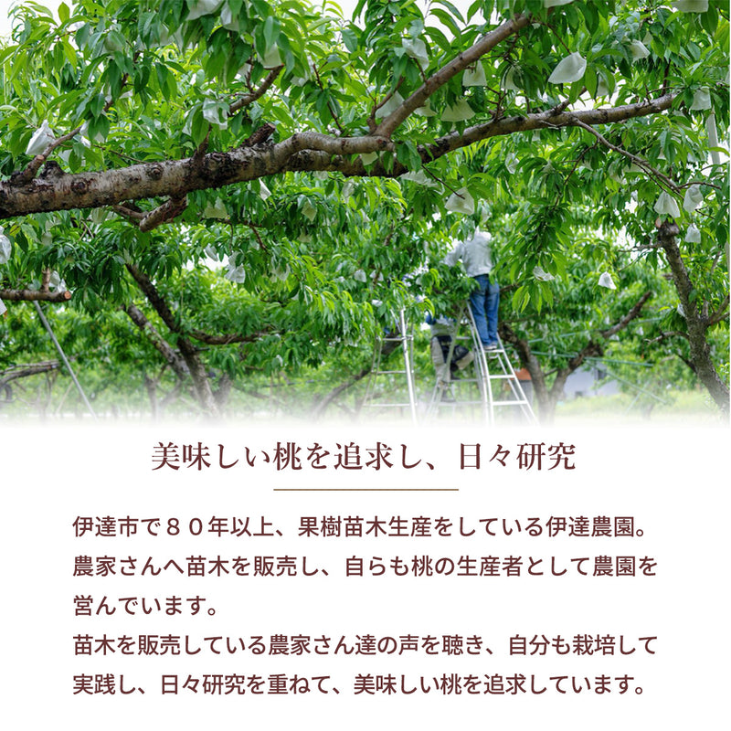 桃 【伊達農園】 品種お任せ 暁星 あかつき 川中島 2kg 5～7個 もも 福島県 伊達市 《7/中旬～7/下旬より出荷》