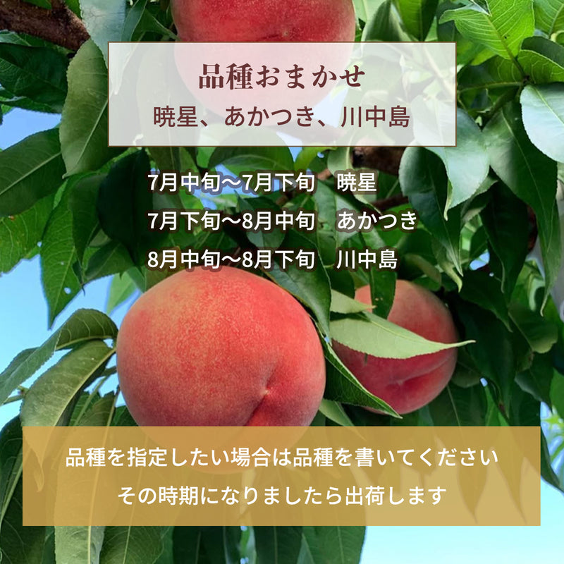 桃 【伊達農園】 品種お任せ 暁星 あかつき 川中島 3kg 9～12個 もも 福島県 伊達市 《7/中旬～7/下旬より出荷》