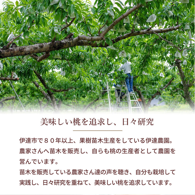 桃 【伊達農園】 品種お任せ 暁星 あかつき 川中島 3kg 9～12個 もも 福島県 伊達市 《7/中旬～7/下旬より出荷》