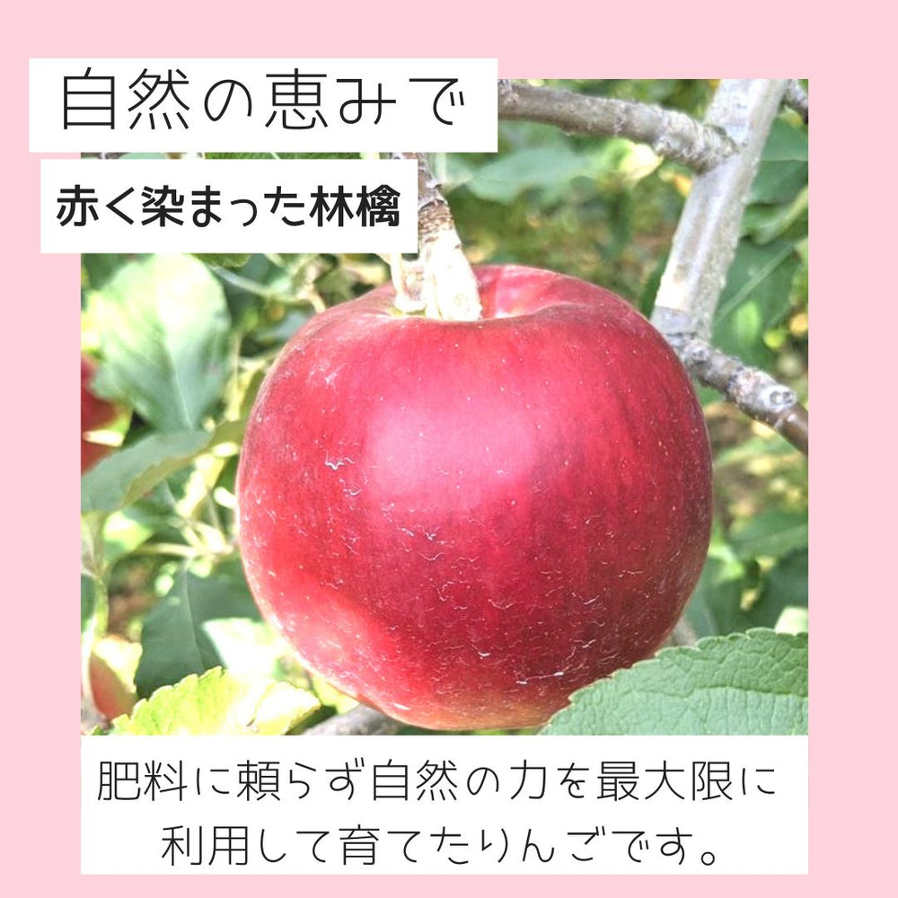 りんご 【原農園】 リンゴ サンふじ 訳あり 家庭用 10kg 長野県 松川町 《12/上旬～12/中旬より出荷》 – にこやか産直アーケード