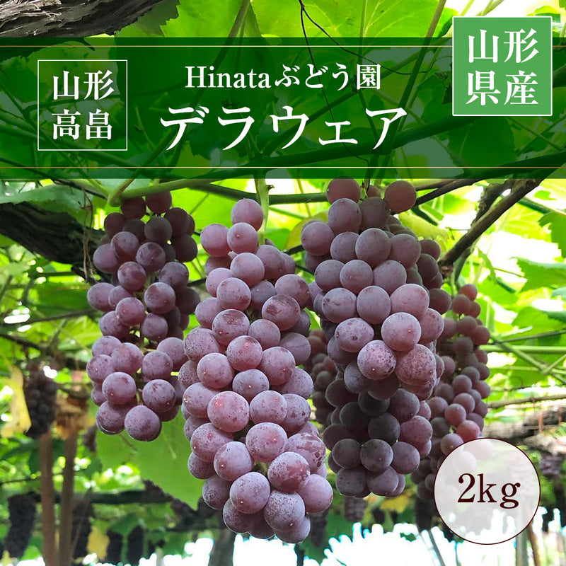 ぶどう 【Hinataぶどう園】 デラウェア 2㎏ L~2L 12～16房 山形県高畠町 《7/下旬～8/中旬の出荷》