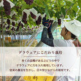 ぶどう 【Hinataぶどう園】 デラウェア 2㎏ L~2L 12～16房 山形県高畠町 《7/下旬～8/中旬の出荷》