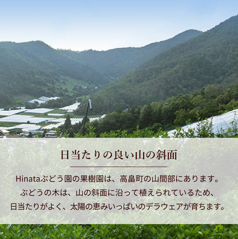 ぶどう 【Hinataぶどう園】 デラウェア 2㎏ L~2L 12～16房 山形県高畠町 《7/下旬～8/中旬の出荷》