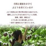 ぶどう 【Hinataぶどう園】 デラウェア 2㎏ L~2L 12～16房 山形県高畠町 《7/下旬～8/中旬の出荷》
