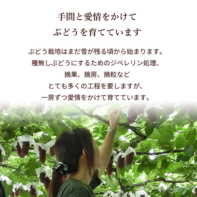 ぶどう 【Hinataぶどう園】 デラウェア 2㎏ L~2L 12～16房 山形県高畠町 《7/下旬～8/中旬の出荷》