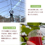ぶどう 【Hinataぶどう園】 デラウェア 2㎏ L~2L 12～16房 山形県高畠町 《7/下旬～8/中旬の出荷》