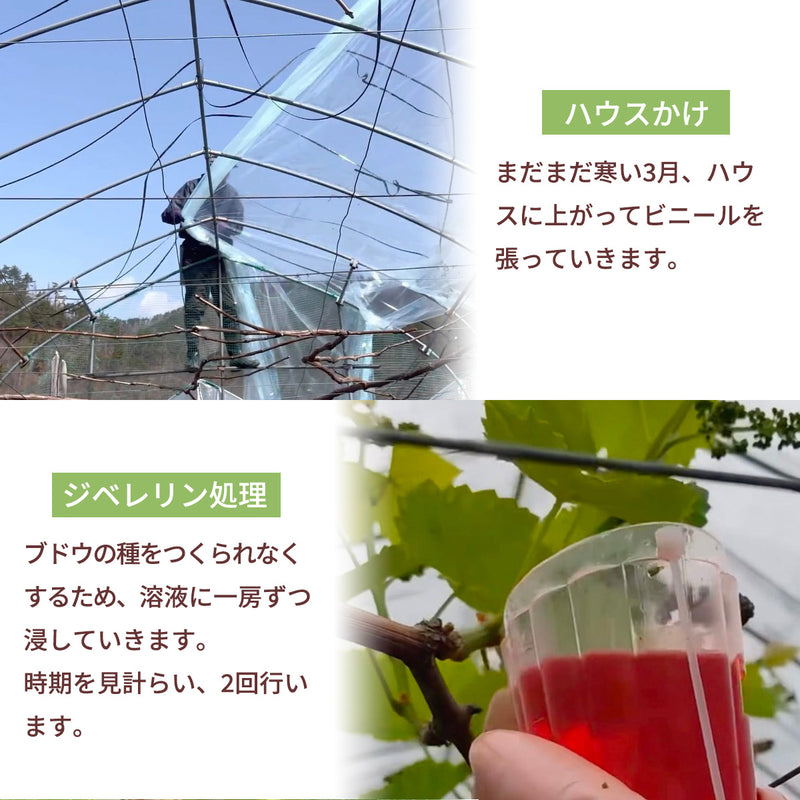 ぶどう 【Hinataぶどう園】 デラウェア 2㎏ L~2L 12～16房 山形県高畠町 《7/下旬～8/中旬の出荷》