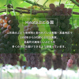 ぶどう 【Hinataぶどう園】 デラウェア 2㎏ L~2L 12～16房 山形県高畠町 《7/下旬～8/中旬の出荷》