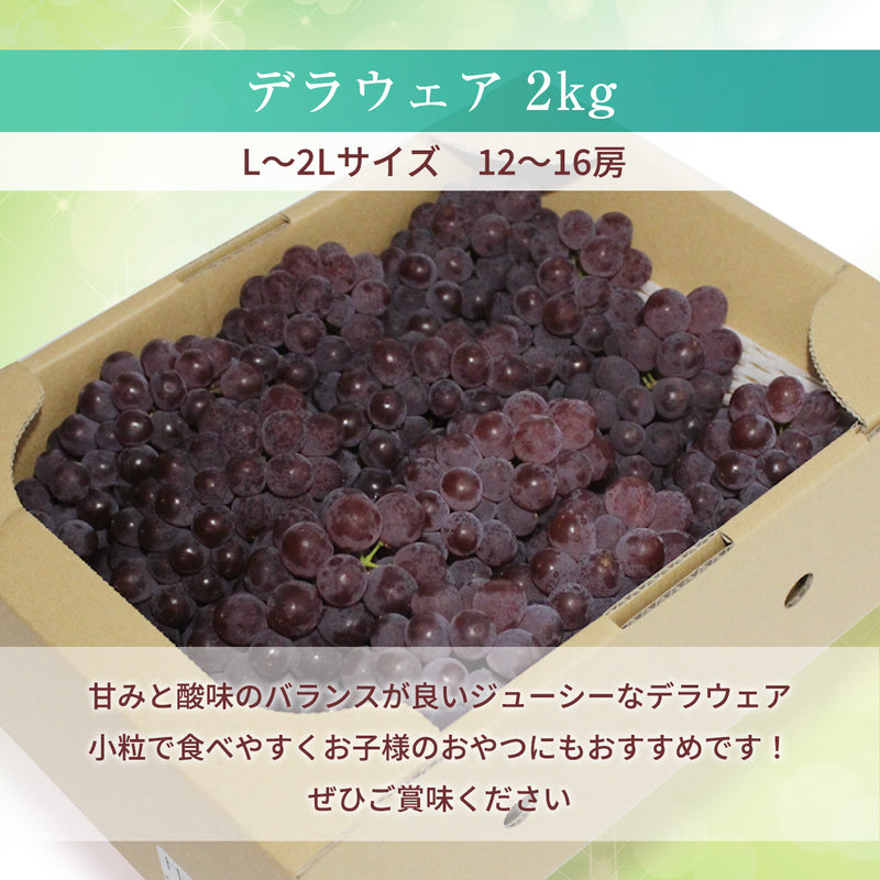 ぶどう 【Hinataぶどう園】 デラウェア 2㎏ L~2L 12～16房 山形県高畠町 《7/下旬～8/中旬の出荷》