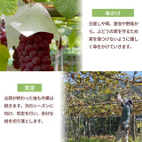 ぶどう 【Hinataぶどう園】 デラウェア 2㎏ L~2L 12～16房 山形県高畠町 《7/下旬～8/中旬の出荷》