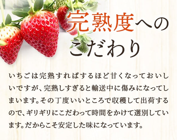いちご 【有慶農園】 とちおとめ デラックス 3L～4L 大玉24～30粒（12
