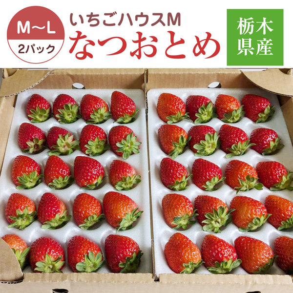 いちご 夏いちご 【いちごハウスM】 なつおとめ M~L 24～30個×2P 栃木県那須町