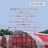 いちご 夏いちご 【いちごハウスM】 なつおとめ M~L 24～30個×2P 栃木県那須町