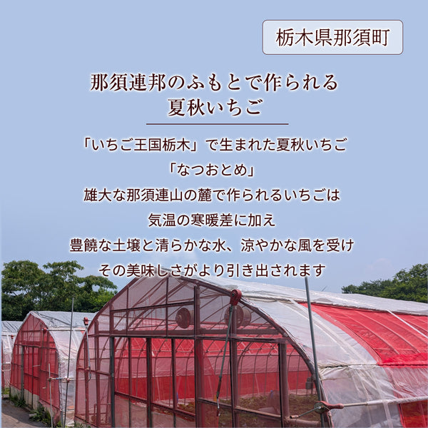 いちご 夏いちご 【いちごハウスM】 なつおとめ M~L 24～30個×2P 栃木県那須町