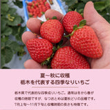 いちご 夏いちご 【いちごハウスM】 なつおとめ M~L 24～30個×2P 栃木県那須町