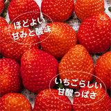 いちご 夏いちご 【いちごハウスM】 なつおとめ M~L 24～30個×2P 栃木県那須町